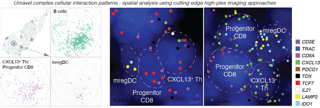 Unravel complex cellular interaction patterns - spatial analysis using cutting edge high-plex imaging approaches - Assaf Magen Consulting